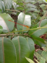 Ceriagrion auranticum