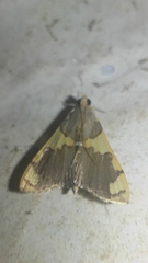 Rehimena phrynealis