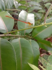 Ceriagrion auranticum