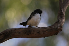 Rhipidura leucophrys