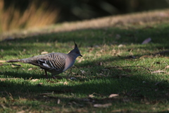 Ocyphaps lophotes