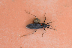 Reduvius tarsatus