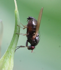 Calliopum simillimum