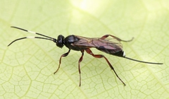 Cubocephalus anatorius