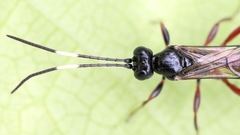 Cubocephalus anatorius