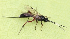 Cubocephalus anatorius