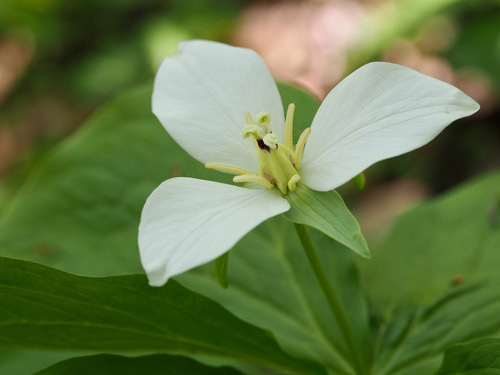 Image of Kamchatka Trillium (Trillium camschatcense) by (c) ITÔ, Hiroki, some rights reserved (CC BY)