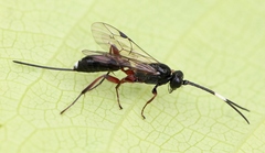 Cubocephalus anatorius