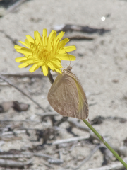 Eurema herla