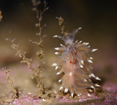 Amphorina linensis
