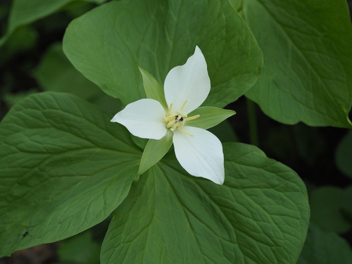 Image of Kamchatka Trillium (Trillium camschatcense) by (c) ITÔ, Hiroki, some rights reserved (CC BY)