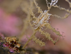 Rubramoena rubescens