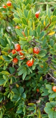 Daphne alpina