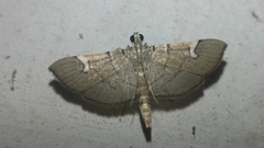 Chalcidoptera appensalis