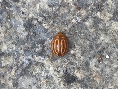 Bothrocalvia albolineata