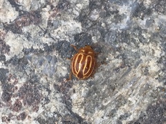 Bothrocalvia albolineata