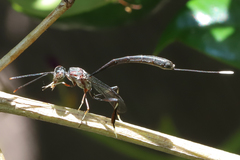 Gasteruption spinigerum