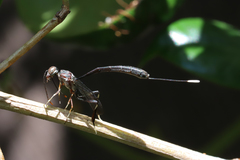 Gasteruption spinigerum