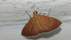 Hyalobathra opheltesalis