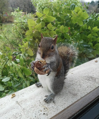 Sciurus carolinensis
