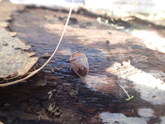 Hymenarcys nervosa