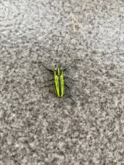 Naupactus rivulosus