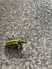 Naupactus rivulosus