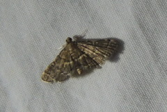 Anageshna