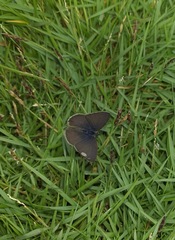 Prosotas nora ardates