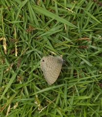 Prosotas nora ardates