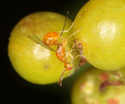 Seed chalcid wasp