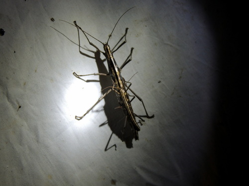 Anisomorpha buprestoides