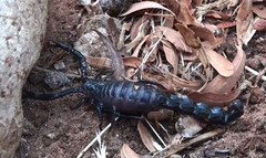 Androctonus mauritanicus