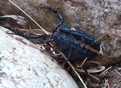 Androctonus mauritanicus