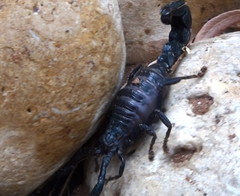 Androctonus mauritanicus