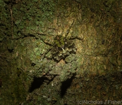 Stephanopis carcinoides