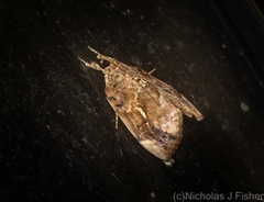 Crocidolomia suffusalis