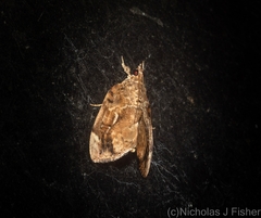 Crocidolomia suffusalis