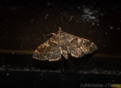 Nacoleia glageropa