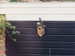 Sturnus vulgaris
