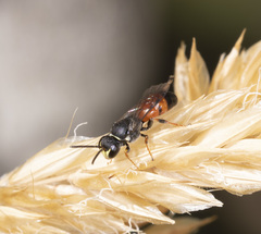 Hylaeus littleri