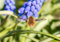 Bombylius medius