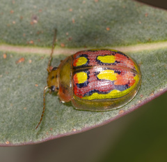 Paropsisterna nobilitata
