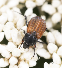 Phyllotocus rufipennis