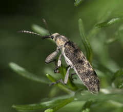 Rhinotia pictirostris