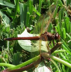 Libellula needhami