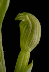 Pterostylis uliginosa