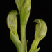 Pterostylis uliginosa - Photo (c) izakschoon,  זכויות יוצרים חלקיות (CC BY-NC), הועלה על ידי izakschoon