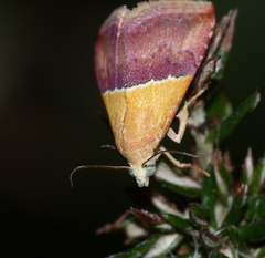 Eublemma caffrorum