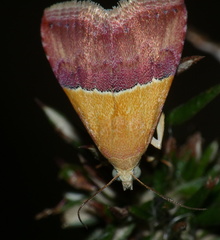 Eublemma caffrorum